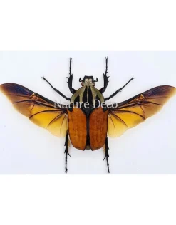 Ongeprepareerde koppel Mecynorrhina Oberthuri Unicolor