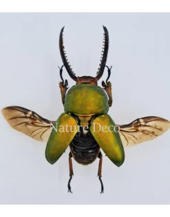 Ongeprepareerde Lamprima Adolphinae