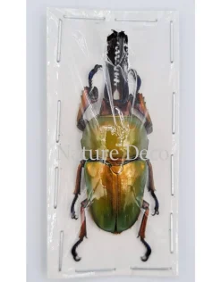Ongeprepareerde Lamprima Adolphinae