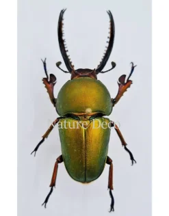 Ongeprepareerde Lamprima Adolphinae
