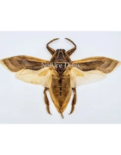 (On)geprepareerde Lethocerus Indicus vliegend