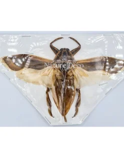 (On)geprepareerde Lethocerus Indicus vliegend