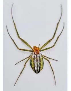 (On)geprepareerde Leucauge sp.