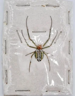 (On)geprepareerde Leucauge sp.