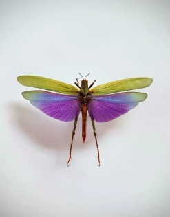 Ongeprepareerde Lophacris Albipes (sprinkhaan)