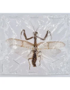 (On)geprepareerde Mantidae sp.