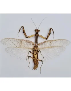 (On)geprepareerde Mantidae sp.