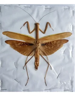 (On)geprepareerde Mantidae sp. bruin