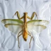 (On)geprepareerde Mantidae sp. groen