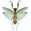 (On)geprepareerde Mantidae (bidsprinkhaan)
