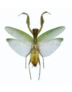 (On)geprepareerde Mantidae (bidsprinkhaan)