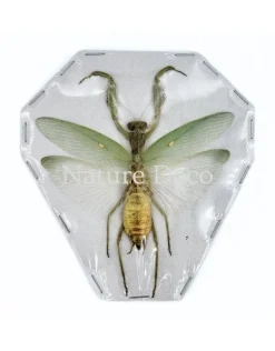 (On)geprepareerde Mantidae (bidsprinkhaan)