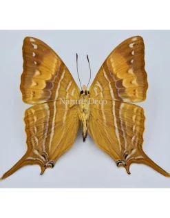 Ongeprepareerde Marpesia Corinna