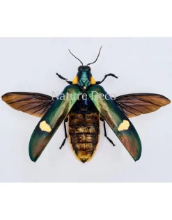 Ongeprepareerde Megaloxantha Bicolor