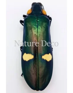 Ongeprepareerde Megaloxantha Bicolor