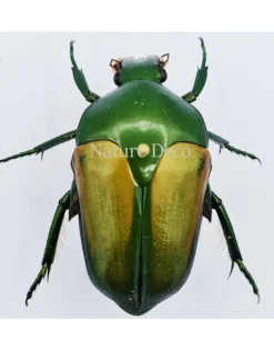 Ongeprepareerde Megaphonia adolphinae