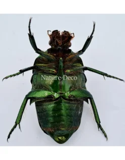 Ongeprepareerde Megaphonia adolphinae