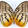 Ongeprepareerde Melanocyma Faunula