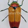 Ongeprepareerde Metaxymorpha Apicalis