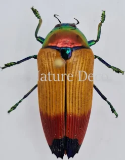 Ongeprepareerde Metaxymorpha Apicalis