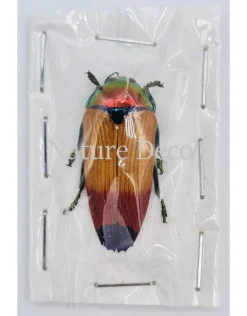 Ongeprepareerde Metaxymorpha Apicalis