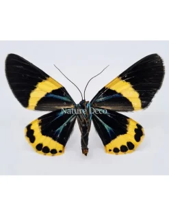 Ongeprepareerde Milionia Basalis (geel)
