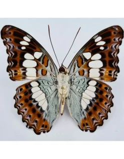 Ongeprepareerde Moduza Procris