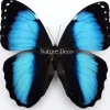 Ongeprepareerde Morpho Achilles