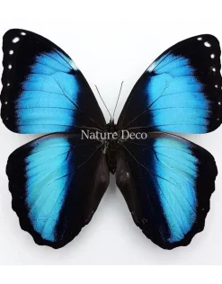 Ongeprepareerde Morpho Achilles