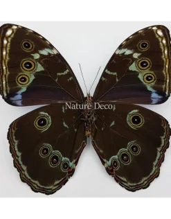 Ongeprepareerde Morpho Achilles