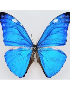 Ongeprepareerde Morpho Adonis