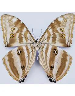 Ongeprepareerde Morpho Adonis