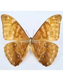 Ongeprepareerde Morpho Aurora