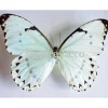 Ongeprepareerde Morpho Catenarius