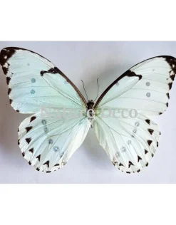 Ongeprepareerde Morpho Catenarius