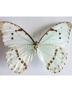 Ongeprepareerde Morpho Catenarius