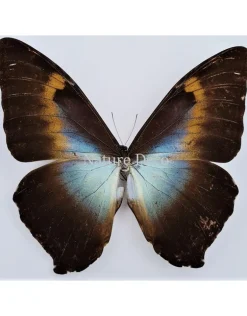 Ongeprepareerde Morpho Cisseis Gahua