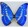 Ongeprepareerde Morpho Cypris