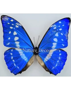 Ongeprepareerde Morpho Cypris