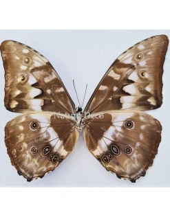 Ongeprepareerde Morpho Cypris