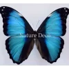 Ongeprepareerde Morpho Deidamia