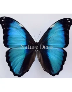 Ongeprepareerde Morpho Deidamia