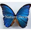 Ongeprepareerde Morpho Didius