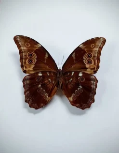 Ongeprepareerde Morpho Didius