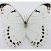 Ongeprepareerde Morpho Luna