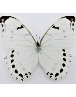 Ongeprepareerde Morpho Luna
