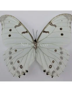 Ongeprepareerde Morpho Luna
