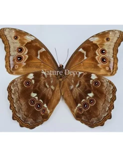 Ongeprepareerde Morpho Menelaus