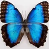 Ongeprepareerde Morpho Peleides (vrouw)