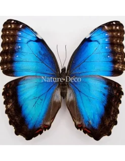 Ongeprepareerde Morpho Peleides (vrouw)